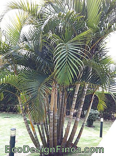 areca de type palmier