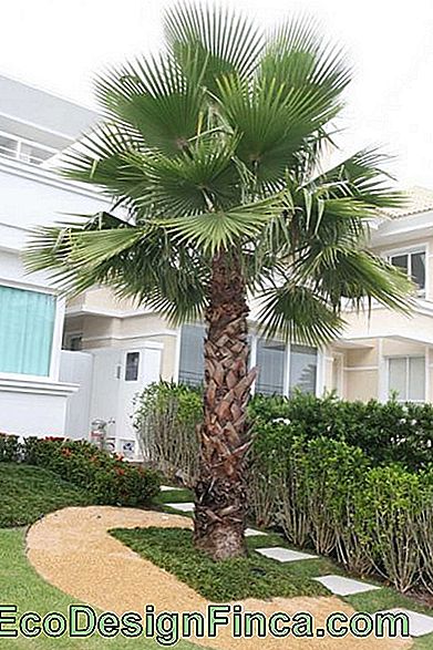 landscaping-palm-washington