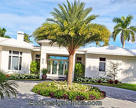 big-garden palm tree