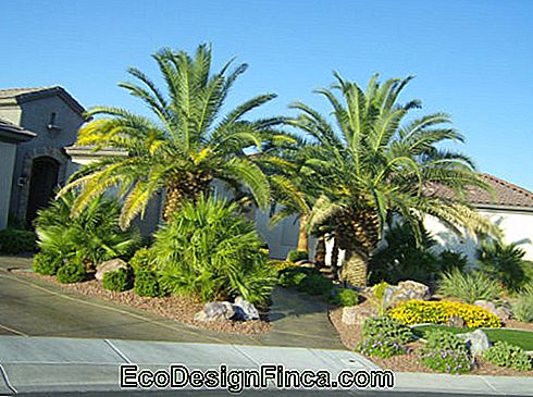large-sized palm trees