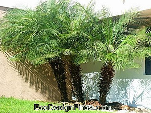 garden-small palm