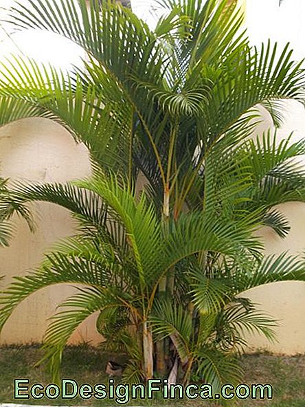 palmier à petit jardin