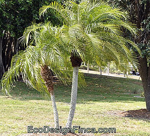 idées de petit palmier