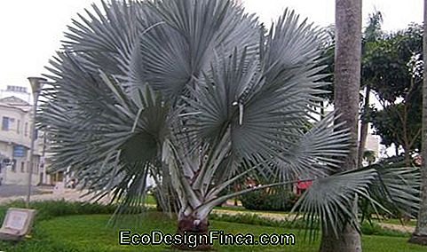 blue palm tree