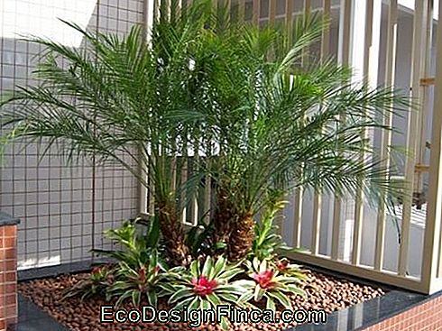 jardin d'hiver avec palmiers