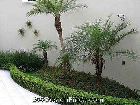 palmiers-jardins d'hiver