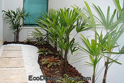 palmiers-jardins d'hiver