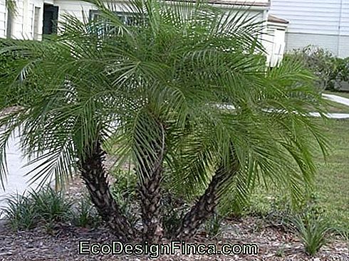palm-fenix-plants