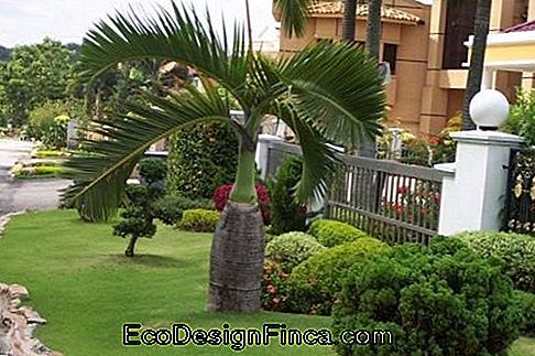 palm-bottle-landscaping
