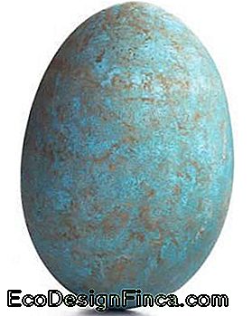 uovo dipinto