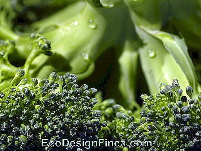 Have Broccoli In Your Garden!
