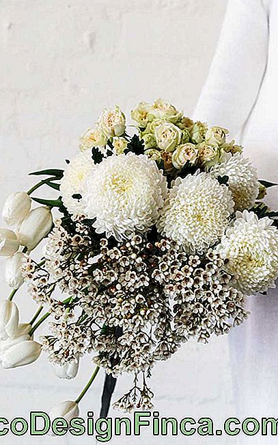 Karanfil, kişisel listenizdeki bir alanı hak eden başka bir güzel çiçek türüdür; karanfilin her renginin farklı bir anlam ifade ettiğini; beyaz karanfil, örneğin, saf sevgi ve şansla bağlantılıdır.