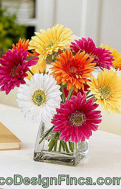 Zarif ve neşeli Gerbera, özellikle parti süsleri söz konusu olduğunda varolan en popüler güzel çiçeklerden biridir.