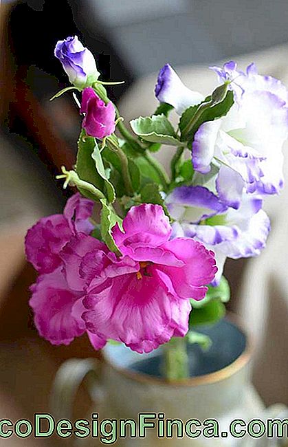 Iris çiçeği veya Lis çiçeği muhteşemdir! Renkler, şekil, içindeki her şey büyüleyici