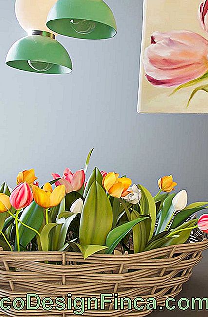 Soğuk ülkelerin tipik, Tulipa çiçeklenme döneminde görsel bir gözlük sağlayan nadir güzellikte bir çiçek