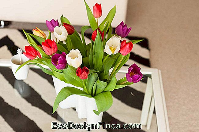 Jak dbać o tulipany: Odkryj niezbędne wskazówki dotyczące wzrostu: tulipany