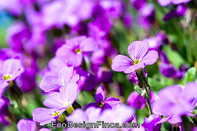 How To Care For Violets: 13 Essential Tips To Follow