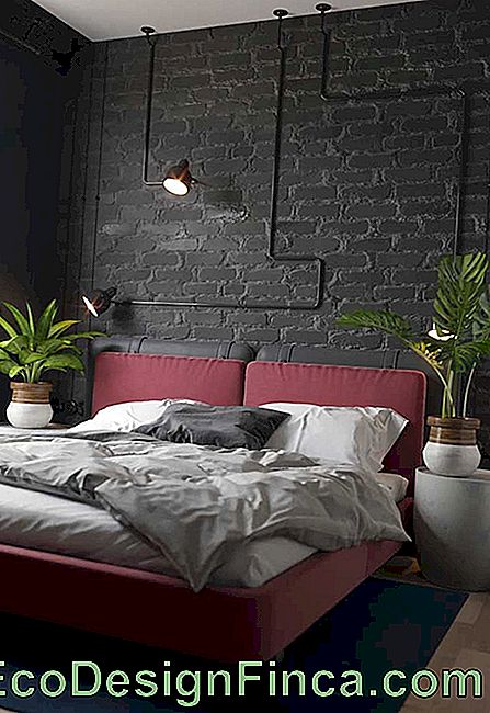 Sogni verdi: le piante possono essere consumate a capo del letto