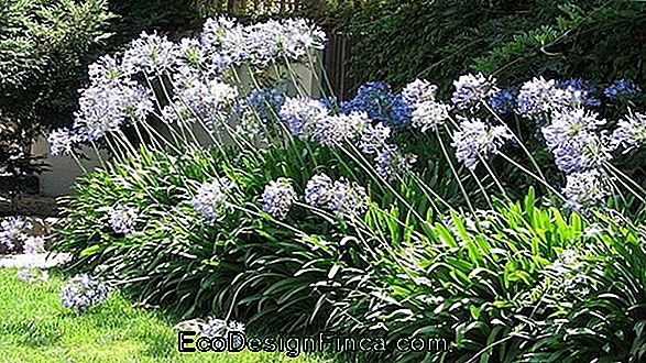 Agapanthus Africanus