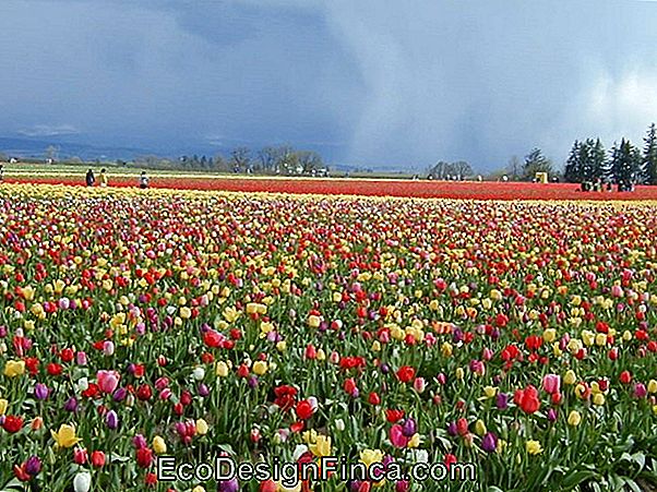 Australien X Holland: The Charm Of Tulips
