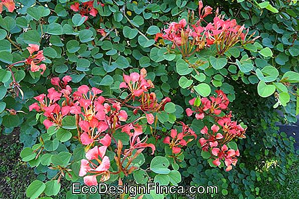 Bauhinia Galpinii