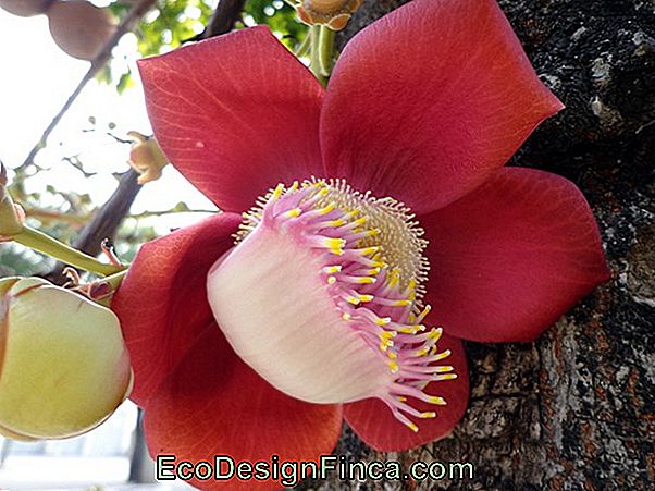 Castanheira-De-Monaco (Couroupita Guianensis)