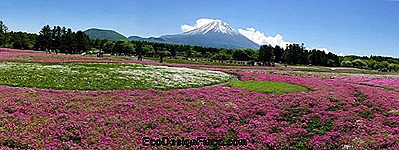 Flowery Festival På Mount Fuji