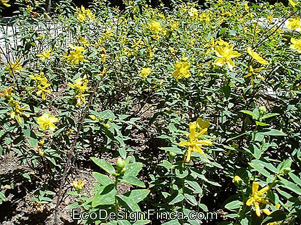 „Hypericum Calycinum“