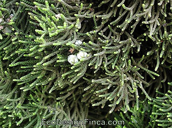 Kaizuka - Juniperus Chinensis ??? Torulosa ???