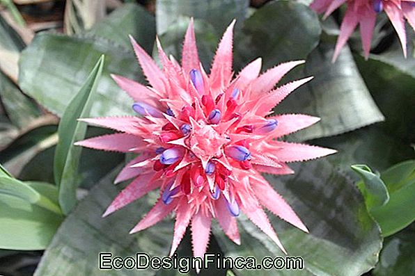 Bromeliads