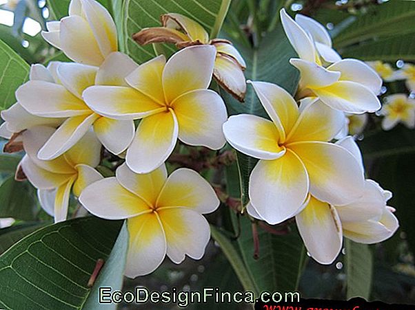 Plumeria Rubra