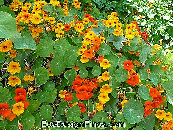 Tropaeolum Majus