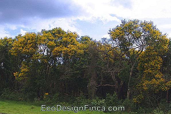 Vochysia Tucanorum