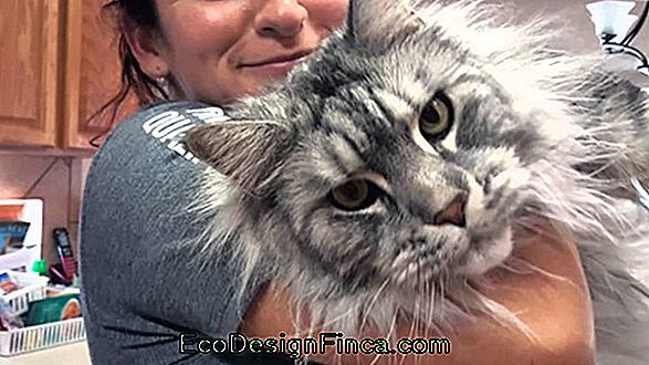 Maine Coon: The Giant Cat
