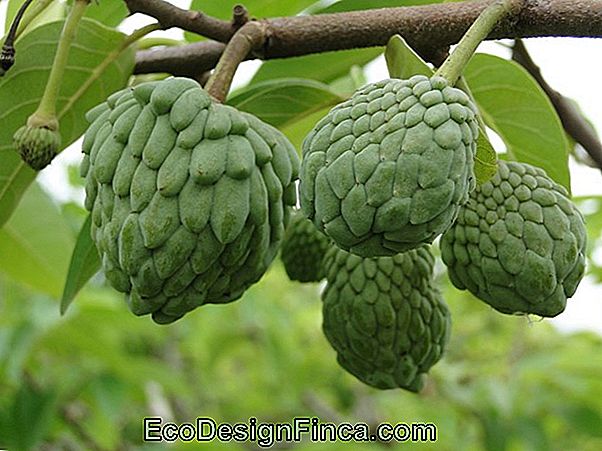 Atemoia (Annona Atemoya)