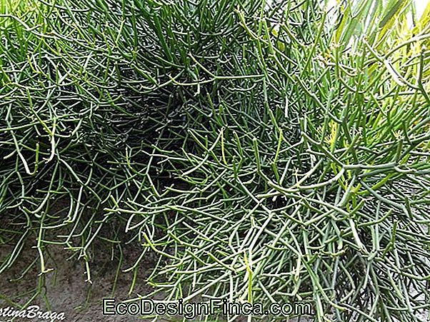 Avelós (Euphorbia Tirucalli)