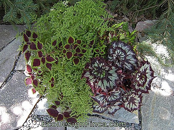 Begonia 