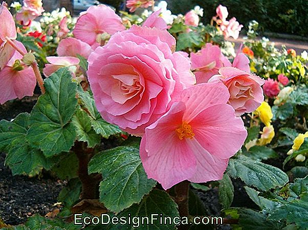 Tuberous Begonia (Begonia X Tubhybrida Voss)