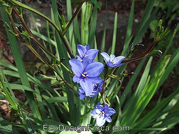 Moreia-Azul (Aristea Ecklonii)