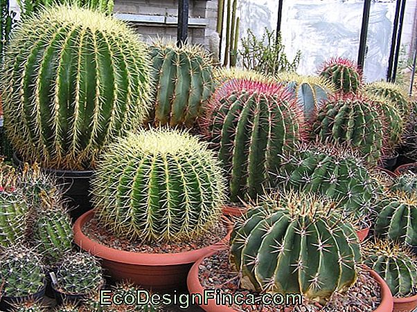 Cactus Ferocactus (Ferocactus Orcutii)