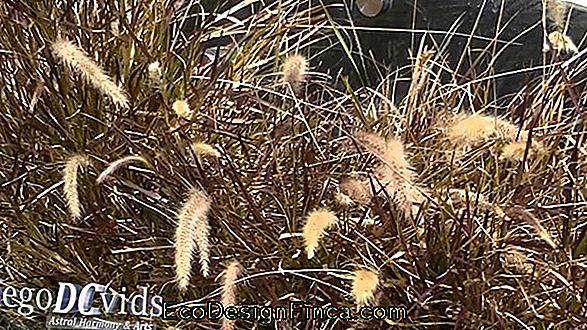 Texas Grass (Pennisetum Setaceum)