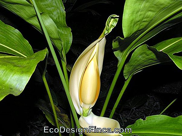 Cyclanthus (Cyclanthus Bipartitus)