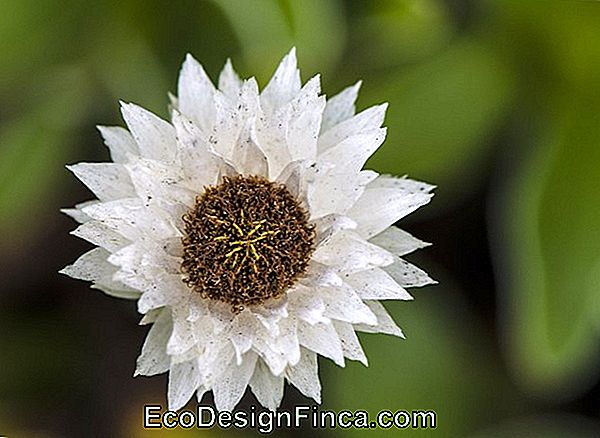 Evergreen Blossom (Helichrysum Bracteatum)