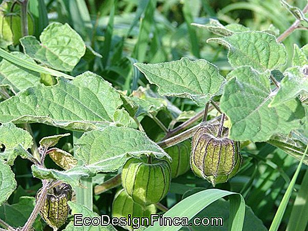 Frutiferas & Medicinal Greens! Egenskaber!