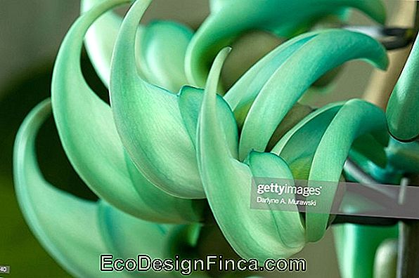 Jade Cluster (Strongylodon Macrobotrys)