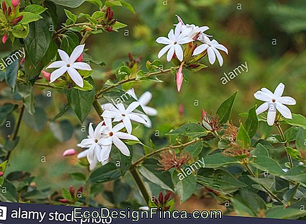 Jasmine Mango (Plumeria Rubra)