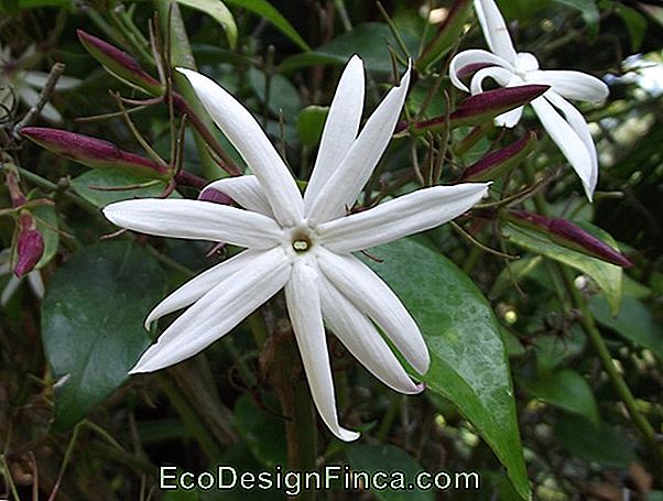 Star Jasmine (Jasminum Nitidum)