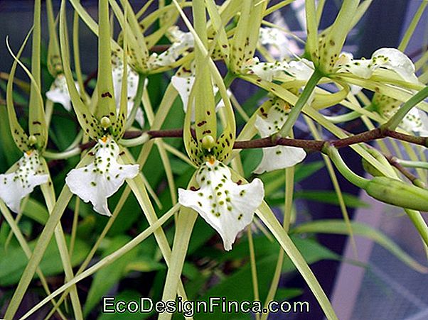 Orchid Brassia Verrucosa (Brassia Verrucosa Lindley)