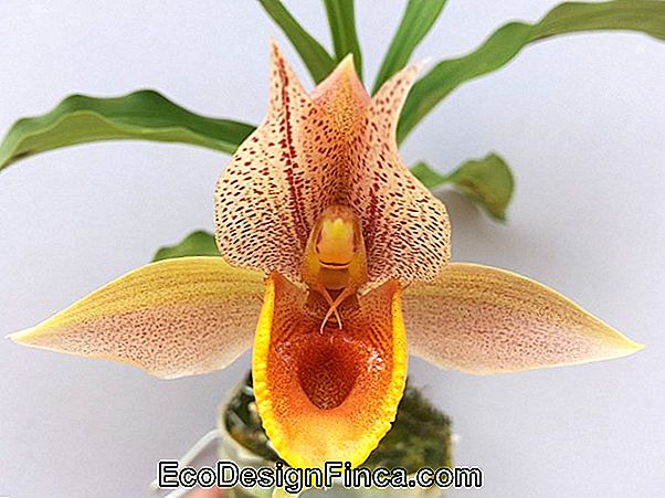 Catasetum Orchid (Catasetum)