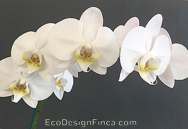 Орхидея оксфорд фото